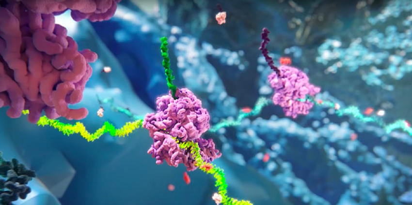 Vidéo mécanisme d'action l’interférence ARN (ARNi) 