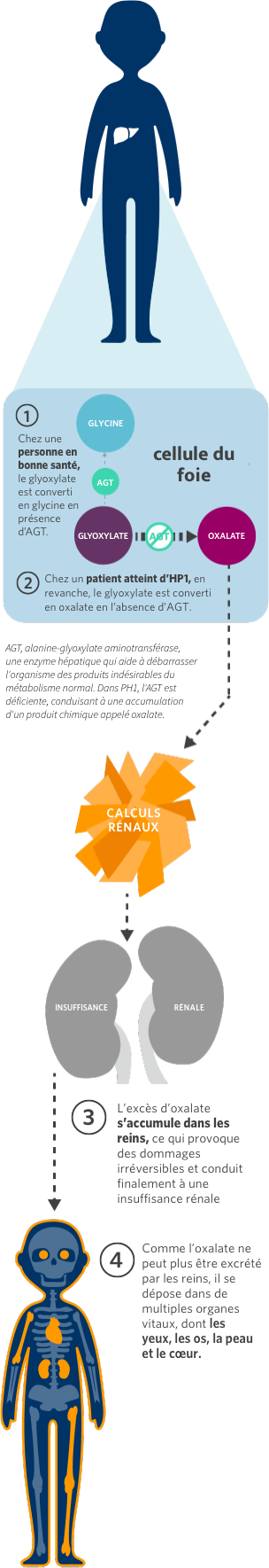 L’hyperoxalurie primitive de type 1 (HP1) dans l'organisme 